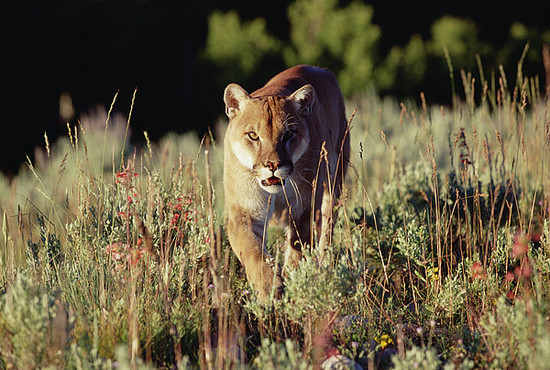 Puma Concolor - Coguaro - Leone di Montagna